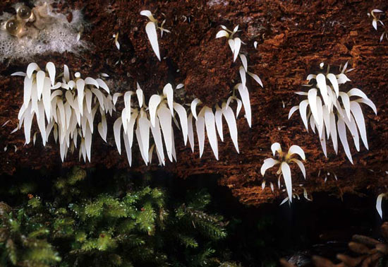 Mucronella bresadolae - Fungi species | sokos jishebi | სოკოს ჯიშები