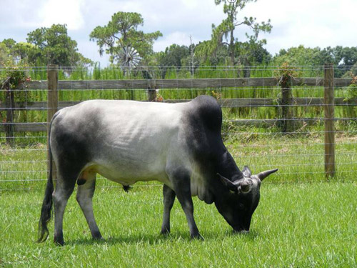 Zebu - COW BREEDS | DZROXIS JISHEBI | ძროხის ჯიშები
