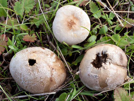 Lycoperdon pusillum: Bovista dermoxantha - Mushroom Species Images