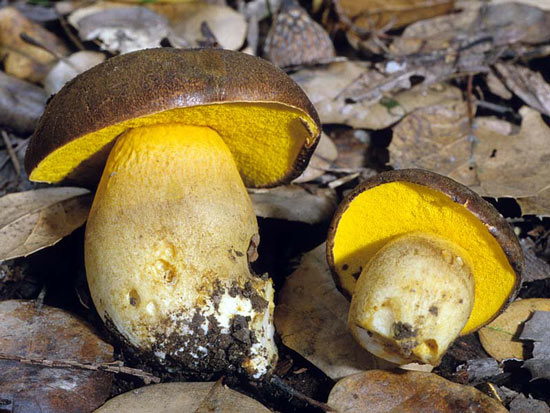 Boletus citriniporus - Fungi species | sokos jishebi | სოკოს ჯიშები