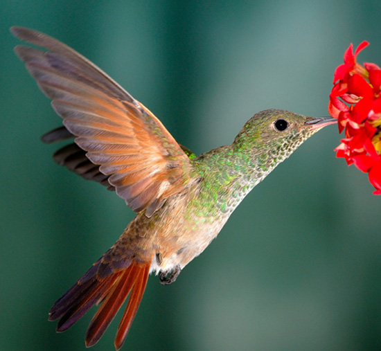 Berylline Hummingbird - Bird Species | Frinvelis jishebi | ფრინველის ჯიშები