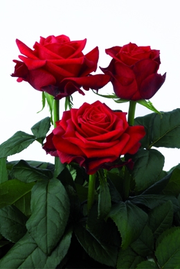 Merlot - Rose Varieties | VARDI | ვარდი                                                                                                                