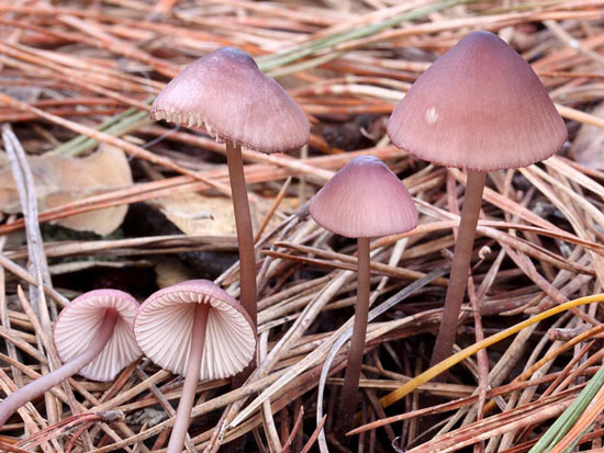 Mycena purpureofusca - Mushroom Species Images