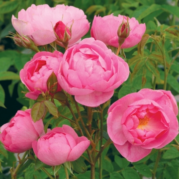 Skylark - Rose Varieties | VARDI | ვარდი                                                                                                                