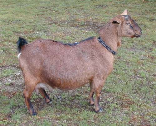 Kinder Goat - goats Breeds | txis jishebi | თხის ჯიშები