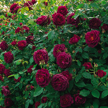 Chianti - Rose Varieties | VARDI | ვარდი                                                                                                                