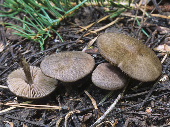 Nolanea verna var. isodiametica - Mushroom Species Images