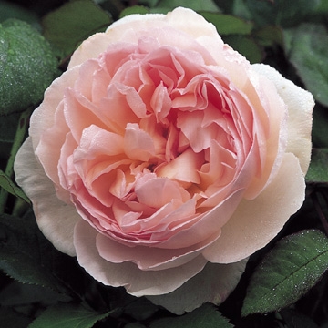 Sharifa Asma - Rose Varieties | VARDI | ვარდი                                                                                                                