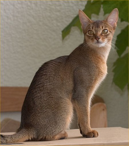 Abyssinian - cat Breeds | კატის ჯიშები | katis jishebi