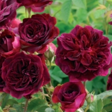 Munstead Wood - Own Root - Rose Varieties | VARDI | ვარდი                                                                                                                