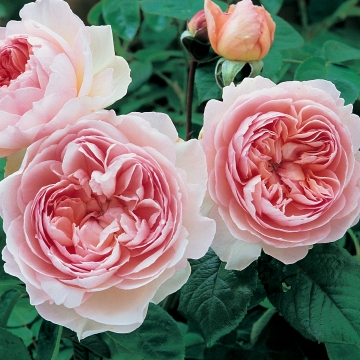 Gentle Hermione - Own Root - Rose Varieties | VARDI | ვარდი                                                                                                                
