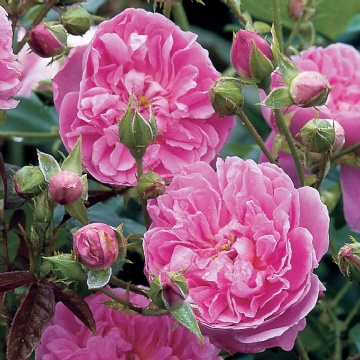 Harlow Carr - Rose Varieties | VARDI | ვარდი                                                                                                                