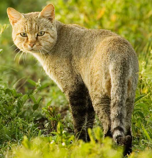 Wild Cat - wild cats - lynx | ფოცხვერი | focxveri