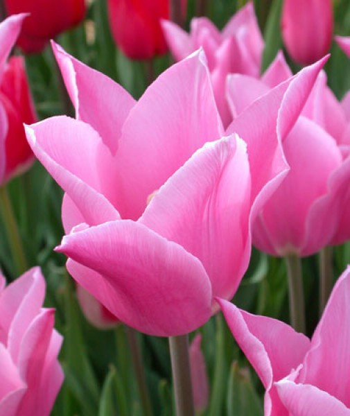 China Pink -                                                         Species Tulip| TITA | ტიტა                                                        