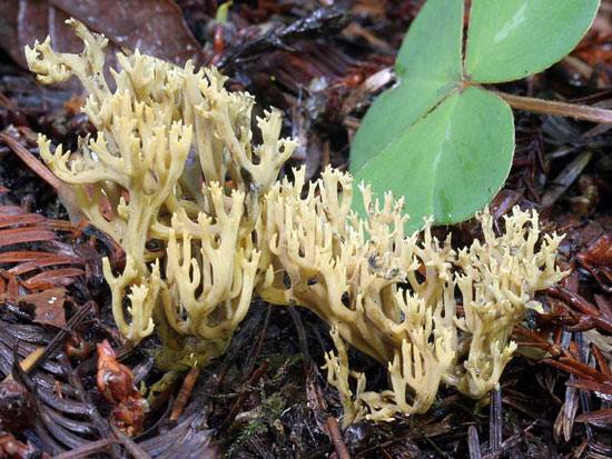 Ramaria abietina - Fungi species | sokos jishebi | სოკოს ჯიშები
