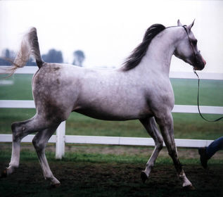 Tersk 1 - horse Breeds | ცხენის ჯიშები| cxenis jishebi