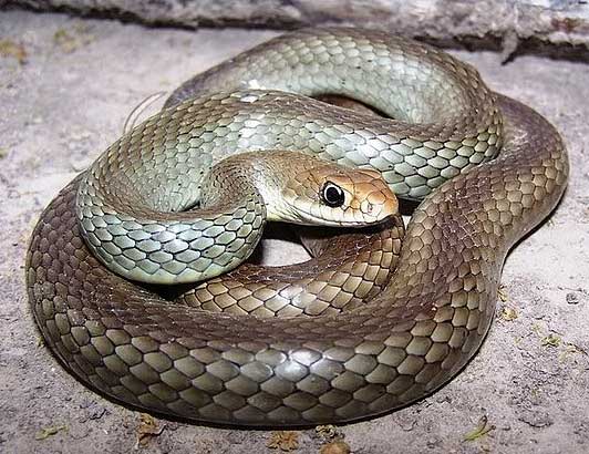 Coluber constrictor oaxaca - Mexican Racer - snake species | gveli | გველი