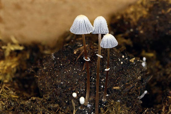 Coprinopsis ephemeroides - Mushroom Species Images