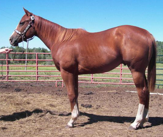 კატა Appendix Quarter Horse - ის სურათი