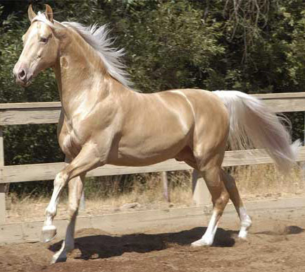 American Saddlebred - cat Breeds | კატის ჯიშები | katis jishebi