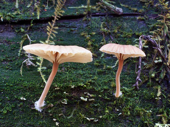 Lichenomphalia umbellifera  - Mushroom Species Images