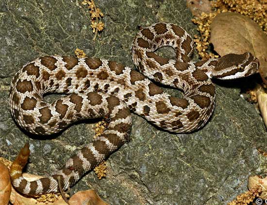 Crotalus oreganus helleri - Southern Pacific Rattlesnake - snake species | gveli | გველი