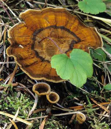 Coltricia perennis - Mushroom Species Images