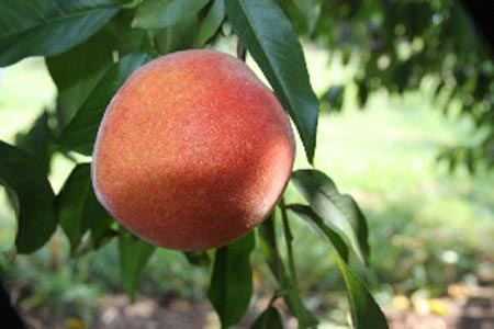 Sunhigh - Peach Varieties