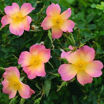 The Alexandra Rose  - Rose Varieties | VARDI | ვარდი                                                                                                                