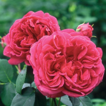 Lady of Megginch - Rose Varieties | VARDI | ვარდი                                                                                                                
