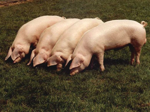 British Lop - pig breeds | goris jishebi | ღორის ჯიშები