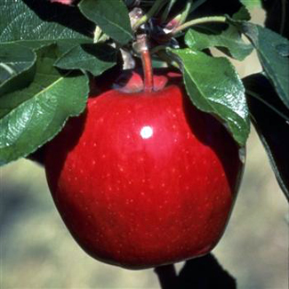 Red Winesap - Apple Varieties