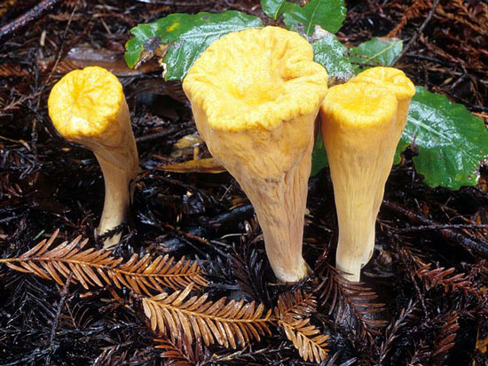 Clavariadelphus truncatus - Mushroom Species Images