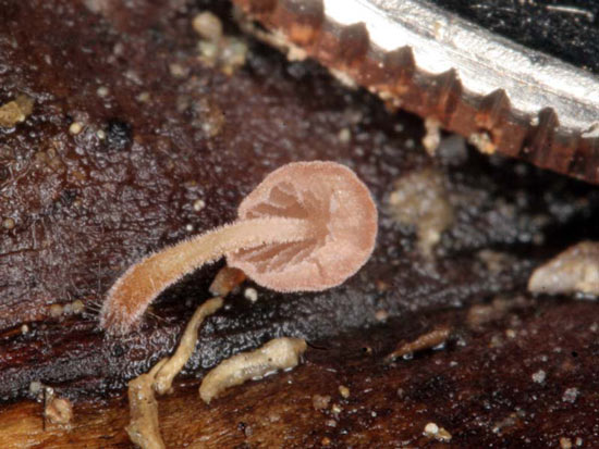 Strobilurus diminutivus - Fungi species | sokos jishebi | სოკოს ჯიშები
