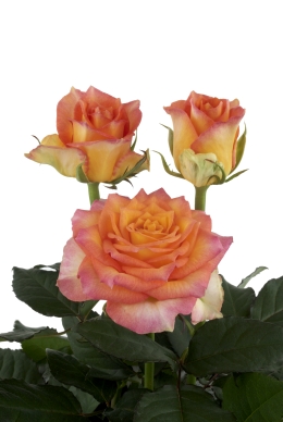 Infusion - Rose Varieties | VARDI | ვარდი                                                                                                                