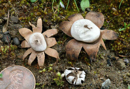Geastrum floriforme - Fungi species | sokos jishebi | სოკოს ჯიშები