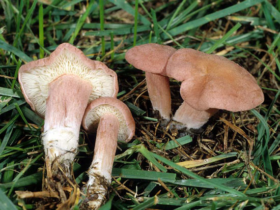 Calocybe carnea - Mushroom Species Images
