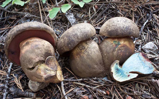 Boletus haematinus - Mushroom Species Images
