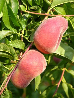 NJF 18 - Peach Varieties