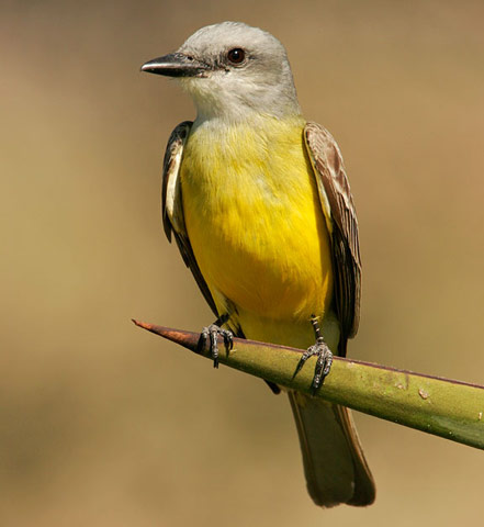 Couch's Kingbird - Bird Species | Frinvelis jishebi | ფრინველის ჯიშები