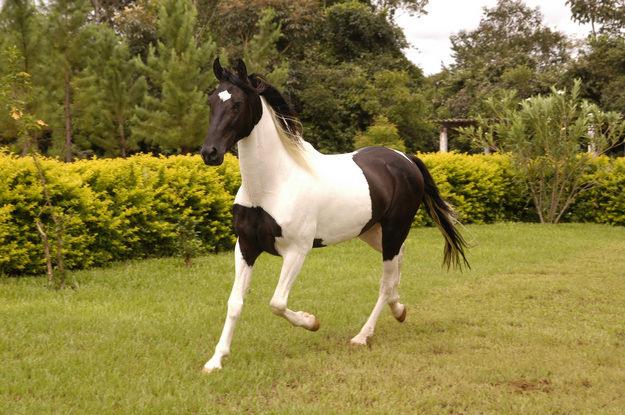 Mangalarga  1 - horse Breeds | ცხენის ჯიშები| cxenis jishebi