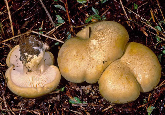 Cantharocybe gruberi - Fungi species | sokos jishebi | სოკოს ჯიშები