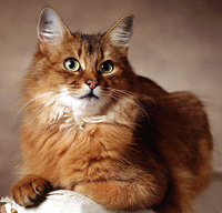 Somali Cat 2 - cat Breeds | კატის ჯიშები | katis jishebi