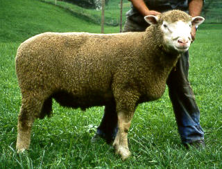 Alpine Sheep