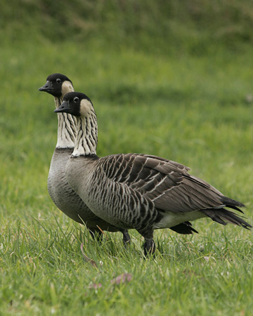 Nene Goose - Bird Species | Frinvelis jishebi | ფრინველის ჯიშები