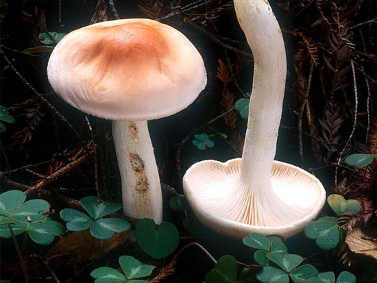 Hygrophorus pudorinus - Fungi species | sokos jishebi | სოკოს ჯიშები