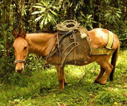 Andean Horse - cat Breeds | კატის ჯიშები | katis jishebi