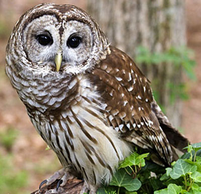 Barred Owl - Bird Species | Frinvelis jishebi | ფრინველის ჯიშები