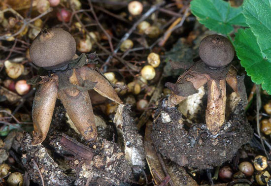 Geastrum fornicatum - Mushroom Species Images