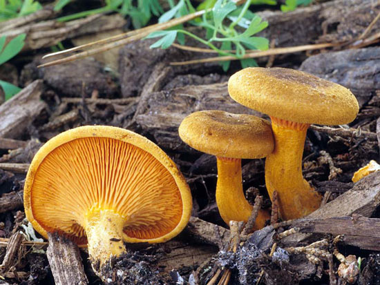 Hygrophoropsis aurantiaca - Mushroom Species Images